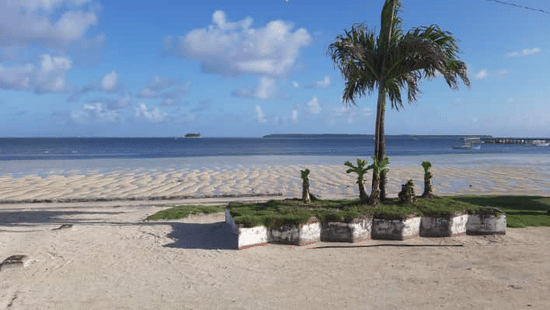 A single palm tree in a stone planter on a sandy beach under a blue sky at Lamari Siargao.