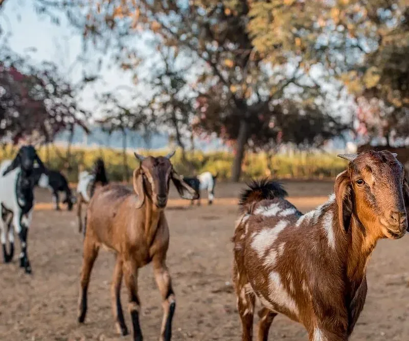 Several brown horses standing on a dirt ground with trees in the background at Karma Chalets.
