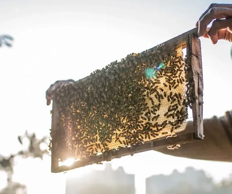 A hand holding a honeycomb frame covered with bees in bright sunlight at Karma Chalets.