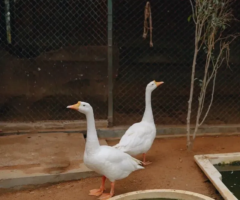 Two white geese standing near a water container inside a fenced enclosure at Karma Chalets.
