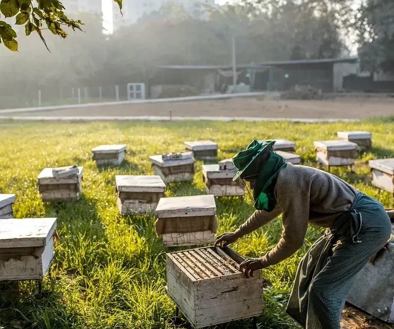 A person inspecting a beehive box in a grassy field with several beehives at Karma Chalets.