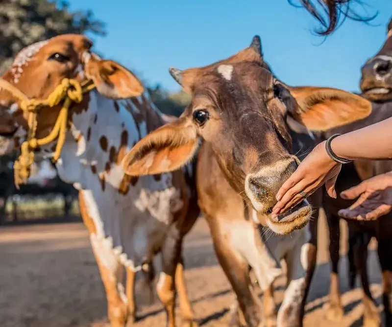 Close-up of cows being fed by hand in an outdoor area.