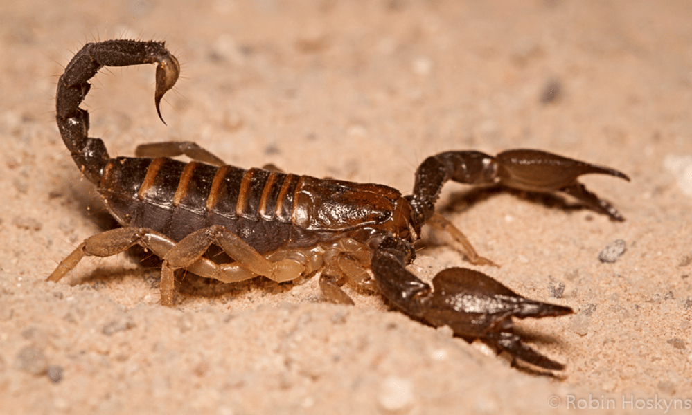 SCORPION