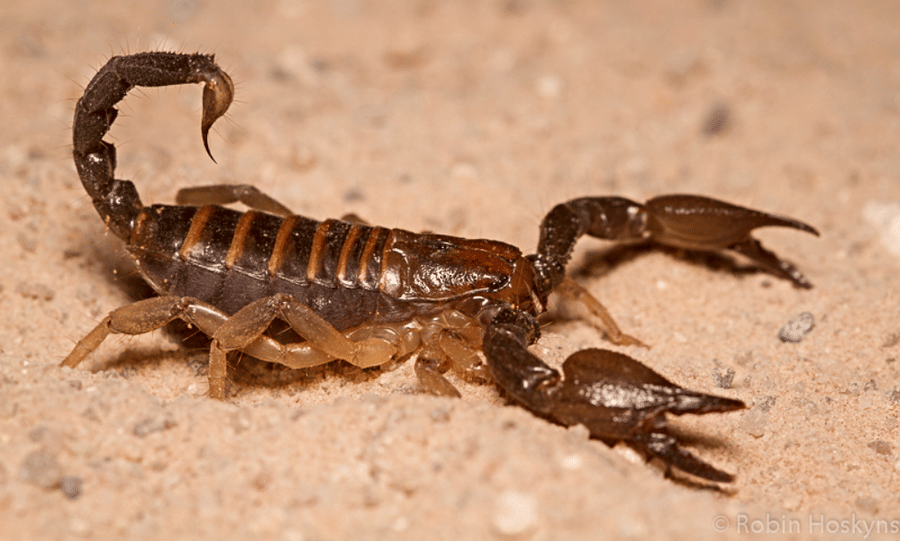 SCORPION