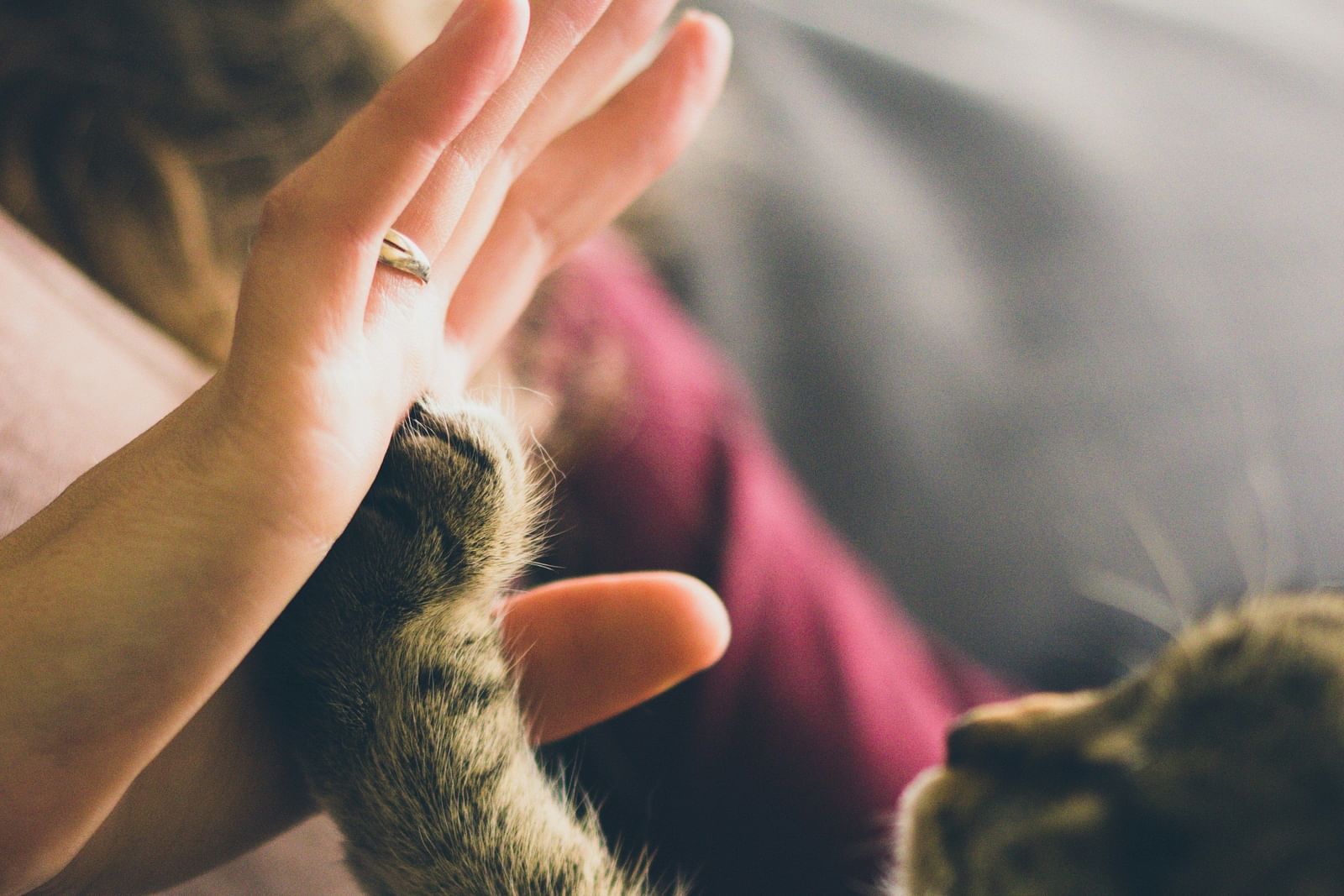 A close-up shot of a person giving a cat a high-five. 