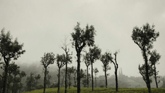 Trees growing next to the tea estate in Valparai with mist covering the air