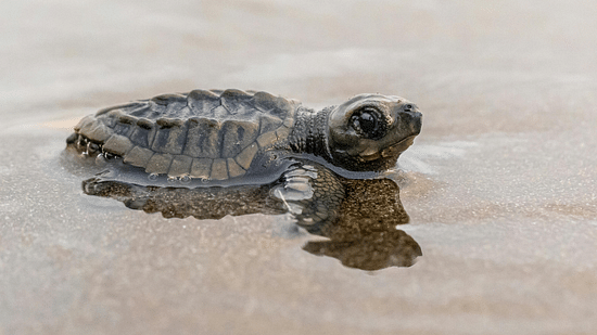 Baby sea turtle in shallow water on a beach.