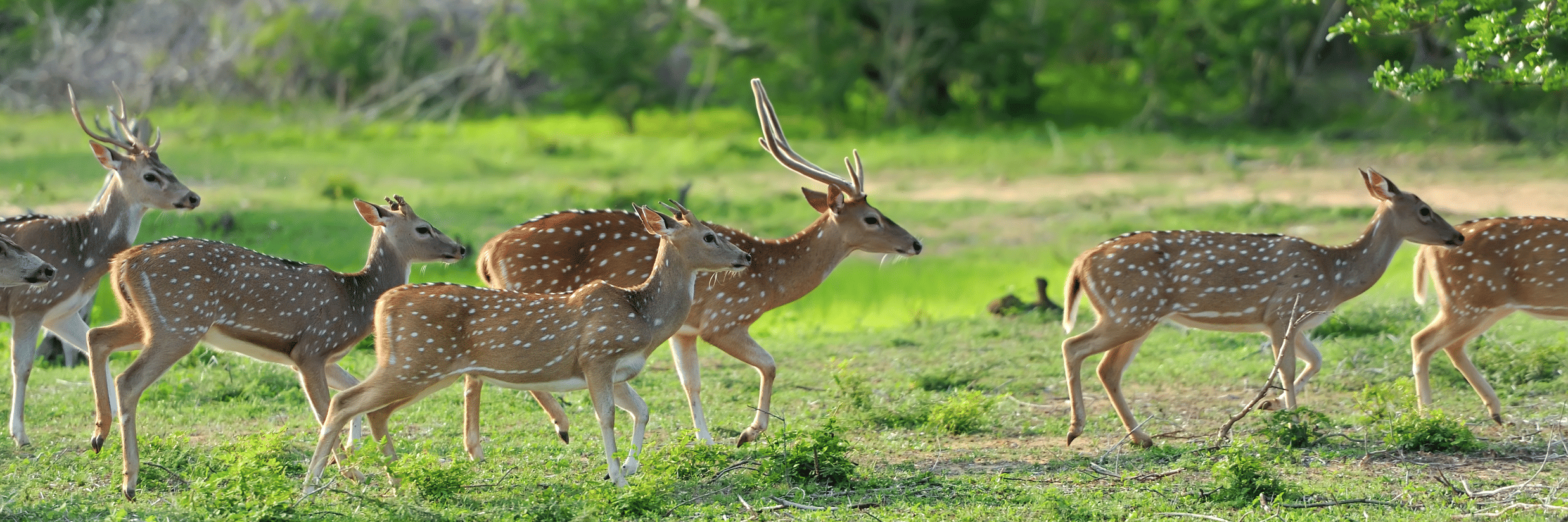 Best Wildlife and Forest Safaris in Karnataka 2026