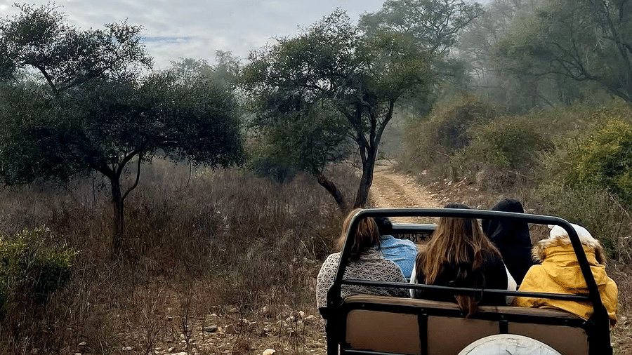 Sariska Safari - Guest Experience -5