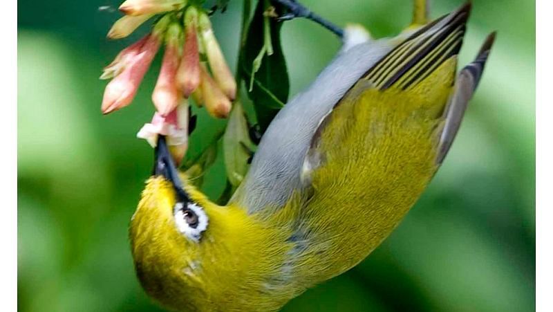 Birds at Shaheen Bagh Resort one of the best resorts in dehradun 