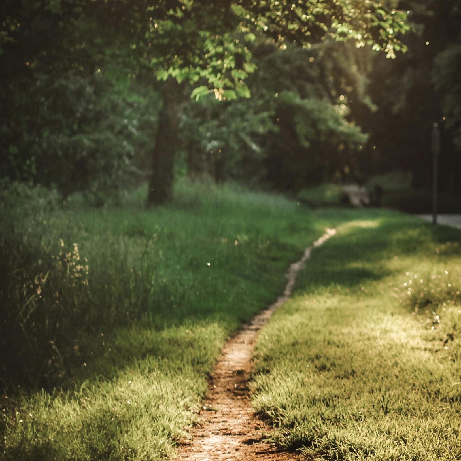 a trail of path with greenery around 