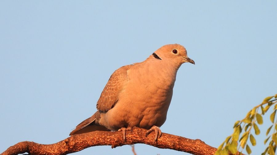 Solitary bird resting on a curved branch against a clear sky, wings tucked in.