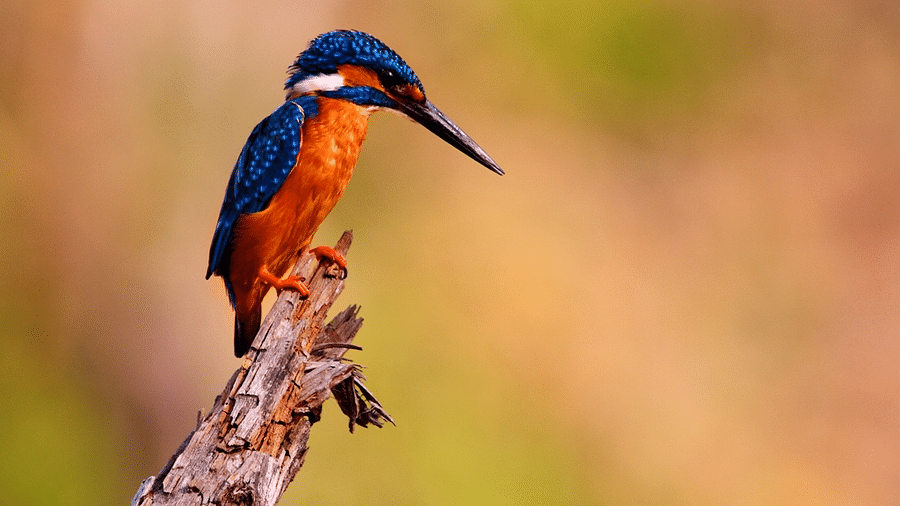 Common Kingfisher-Reni Pani Jungle Lodge-bird watching at reni pani