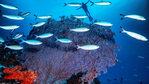 School of fish swimming 