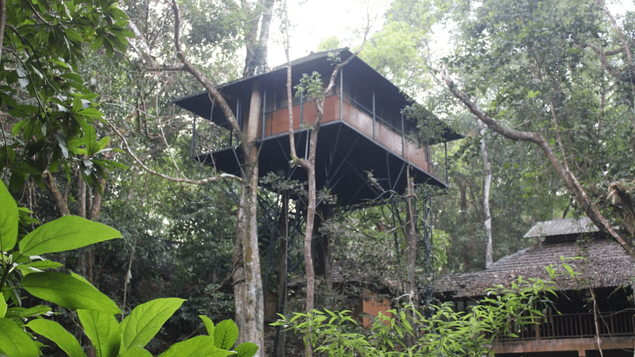 A tree house elevated above the forest floor amidst greenery | Vythiri Resort, Wayanad 