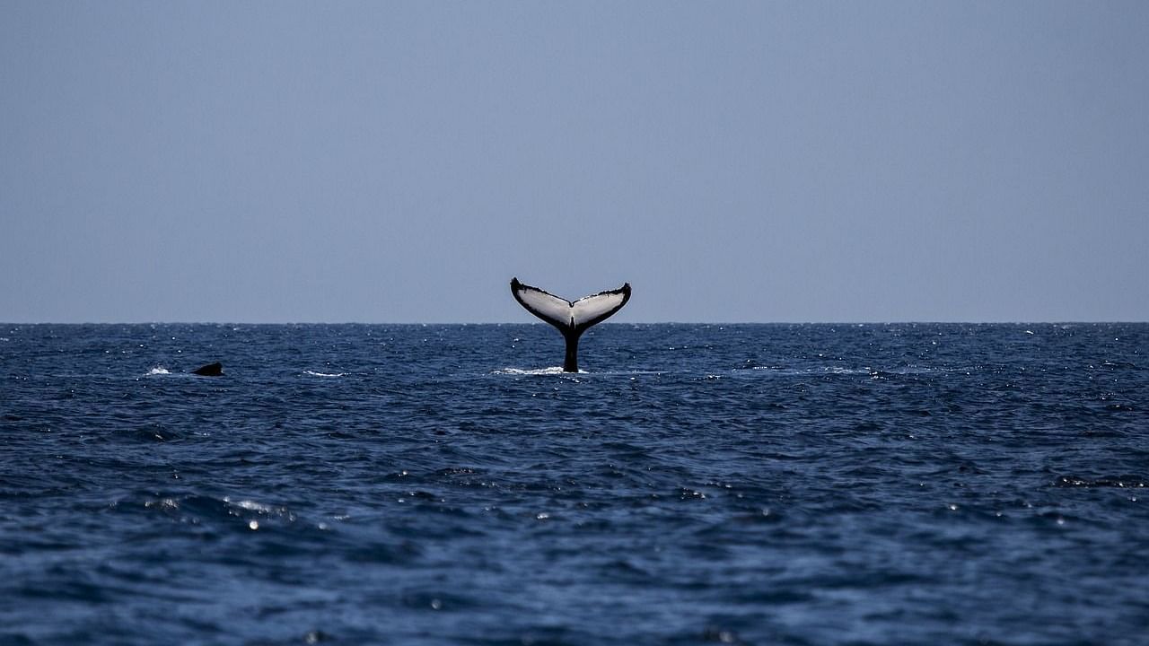 image of a whale tail plunging inside the deep blue ocean