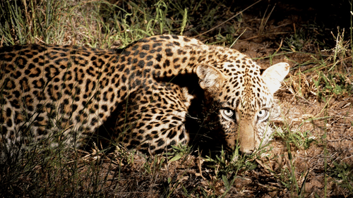 A leopard lying in dry grass at night.