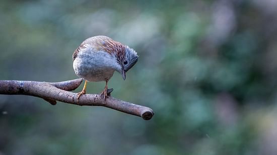 A small bird sitting on a branch and looking down