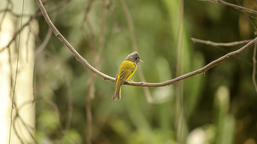 flycatcher-7177761 1280