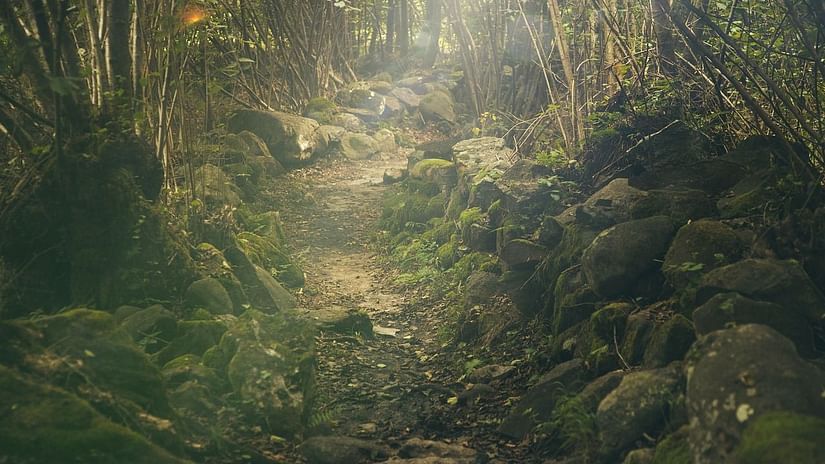 forest-g2f6210bb4 1280