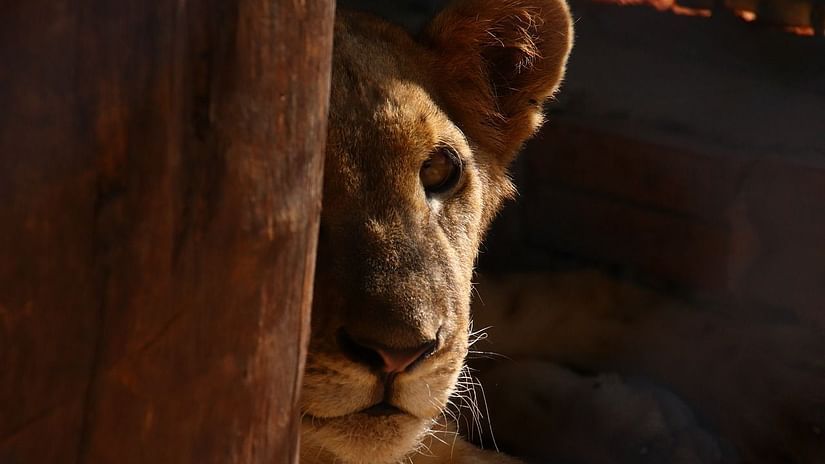 The half hidden face of a young asiatic lion - Jagira Ananta Elite Gir