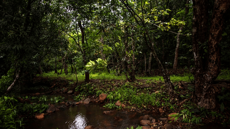 A serene forest stream surrounded by dense green foliage. - Wayanad
