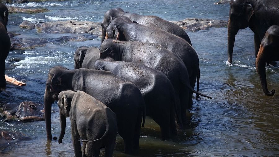 image featuing a heard of elephants walking together in a river