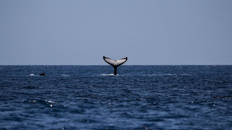 image of a whale tail plunging inside the deep blue ocean