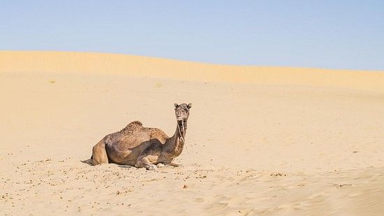 A camel resting on a sandy desert landscape under a clear sky.