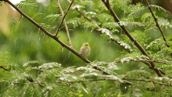 A small bird perched on a thin branch surrounded by green leaves and foliage.