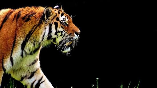 Side view of a tiger walking in the grass against a black background.