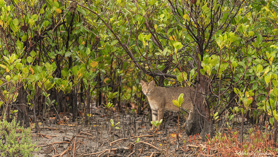Wild cat roaming in the jungle.