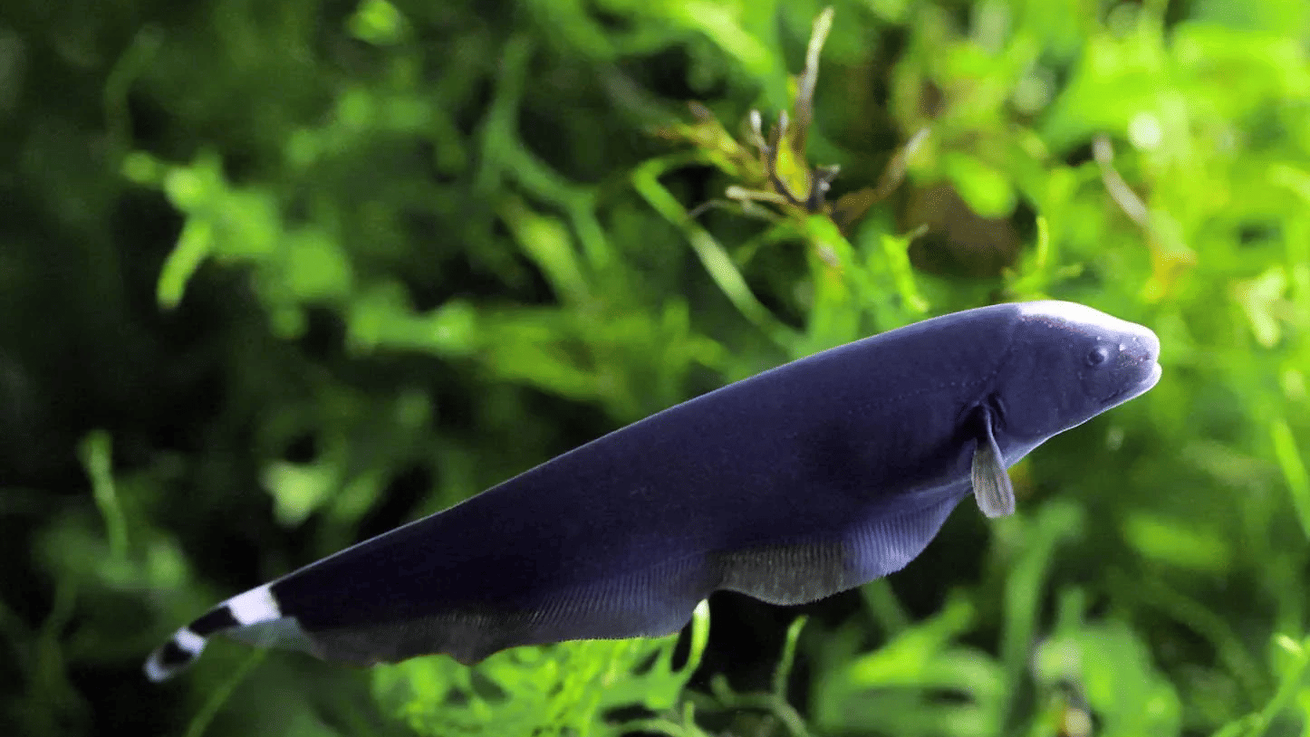 A sleek, jet-black Ghost Knife fish with 2 light coloured rings on its tail and a rhythmic, undulating ventral fin, swims through aquatic plants.