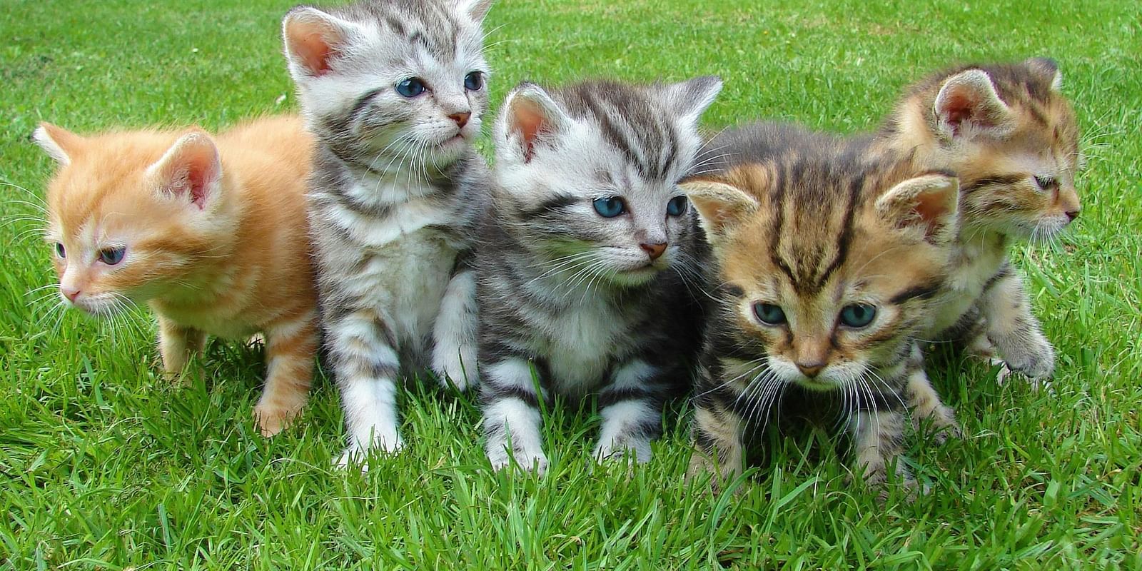 A group of five kittens are sitting on a bed of green grass.