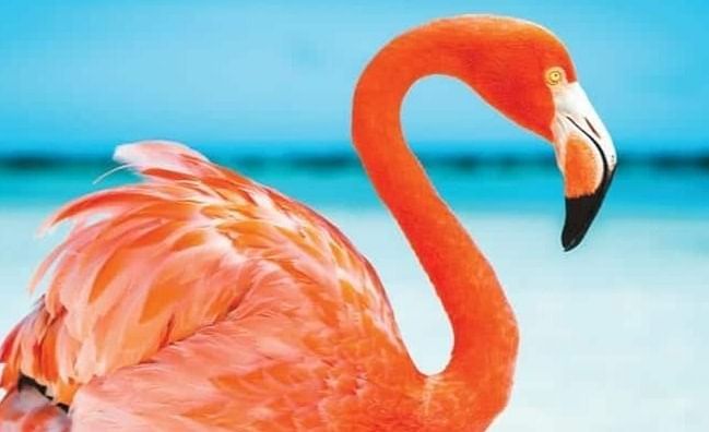 A lone flamingo standing on white sand with turquoise ocean water and blue sky in the background | A Stone's Throw Away