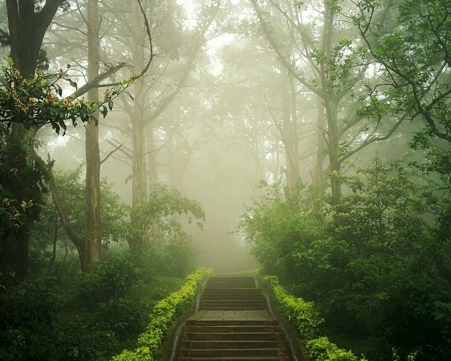 A dusky image of a lush green forest with foggy weather and sun rays peaking through the fog