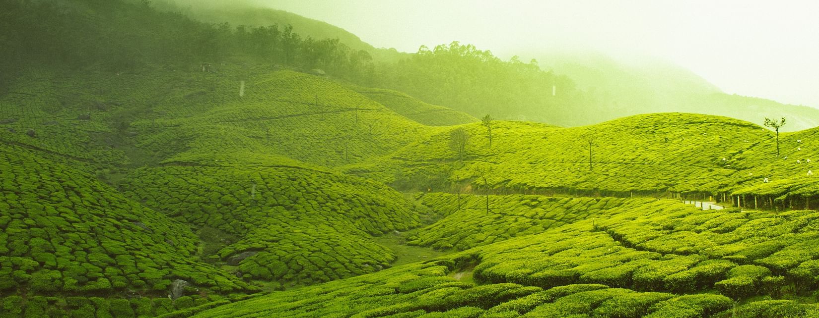 Green grassy fields  @ Lamrin Norwood Green, Palampur