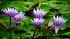 An image of water lilies in a lake