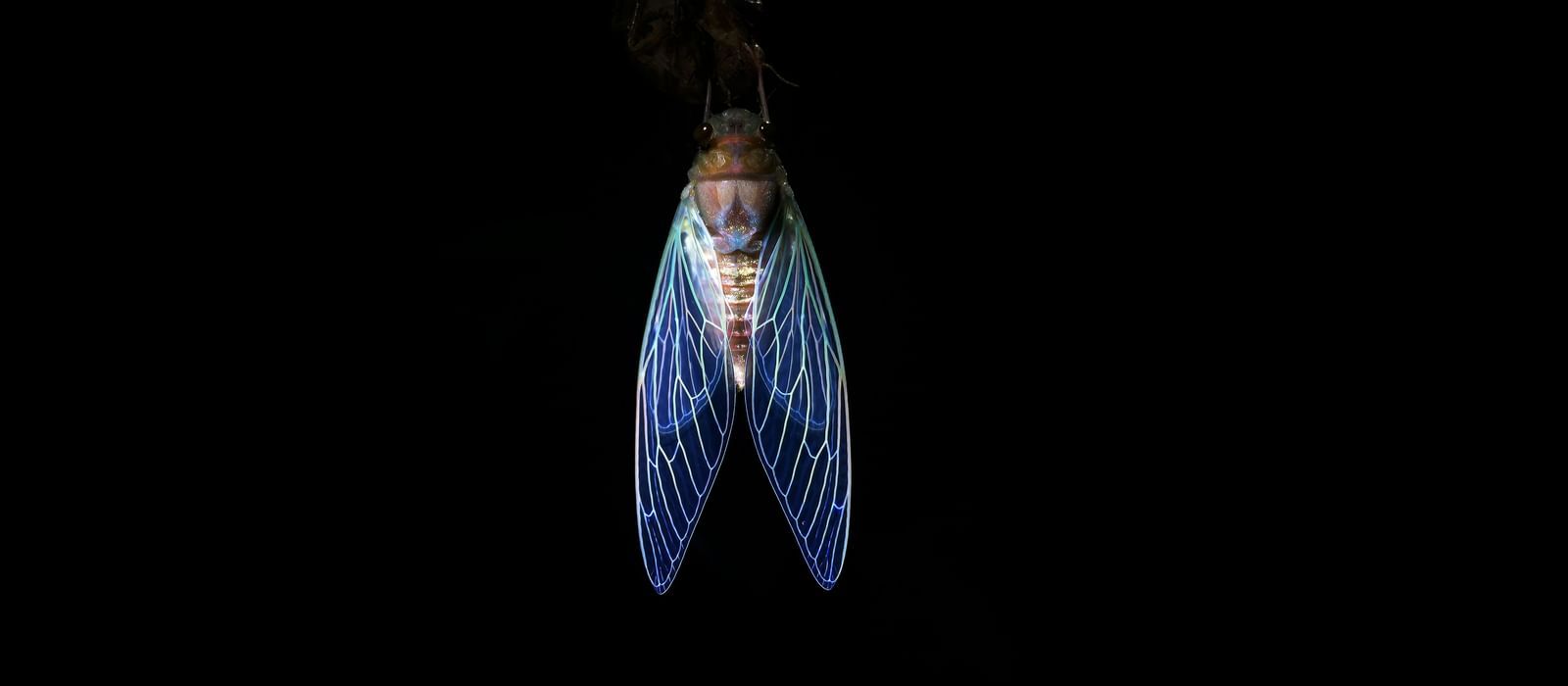 Cicada with luminous wings, intricate wing patterns.