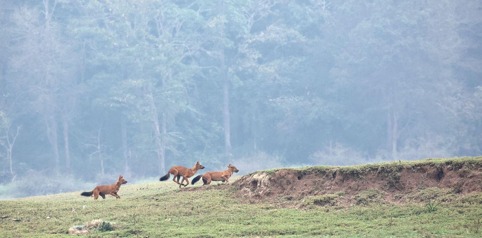 Three dholes running with a misty forest backdrop.