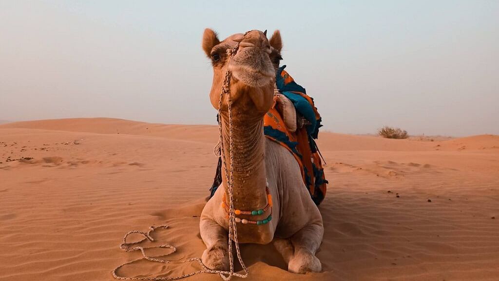 A close up shot of a camel in the desert