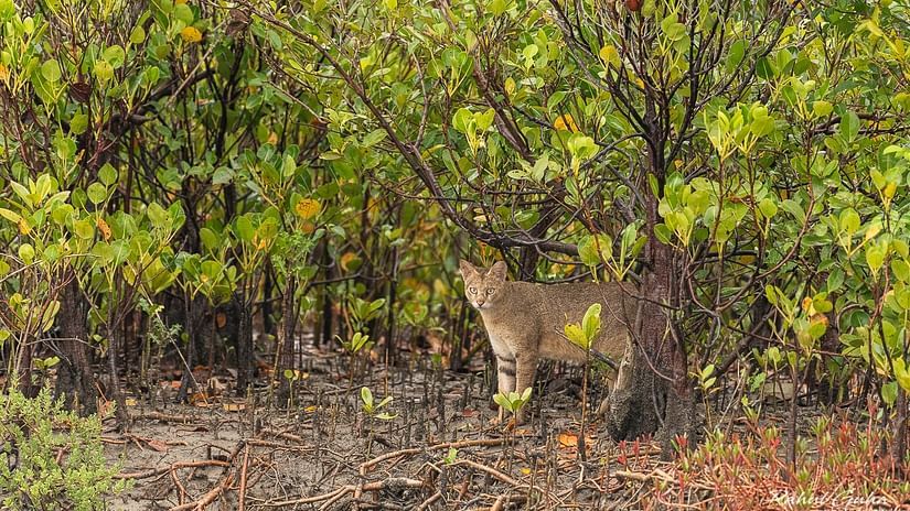 Wildlife Tour