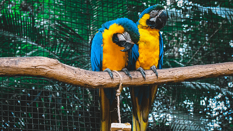 two yellow-coloured parrots sitting on a branch
