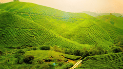Central Hotels  Tea Excursion Central Hotels Darjeeling