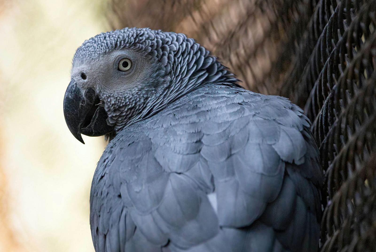 A close-up of a grey parrot perched near a wire fence, showcasing its intricate feather details.