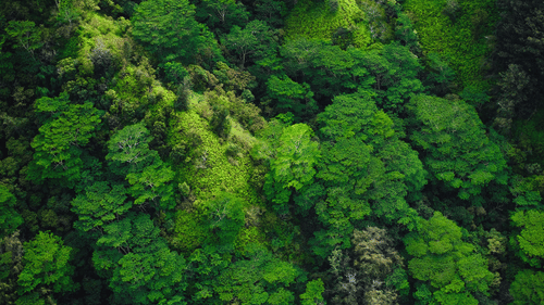 forest in Bandipur National Park