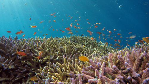 small fishes swimming near corals