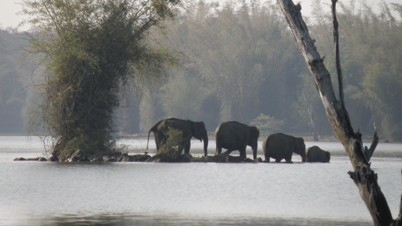 A group of Asian elephants wading through shallow river waters, surrounded by misty trees and calm reflections.