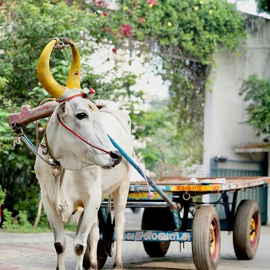 A bull with yellow painted horns pulling a cart with vegetation on the building in the background