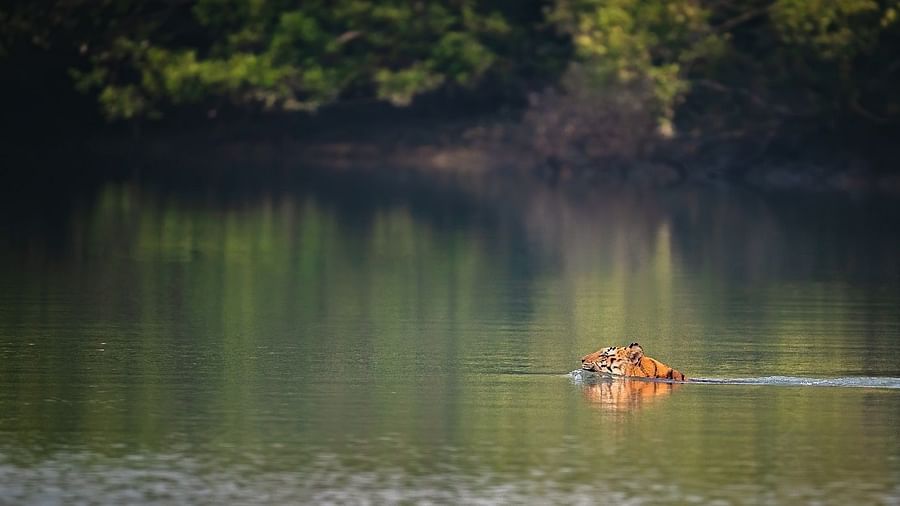 An image of a tiger in a water body with the backdrop of a dense forest